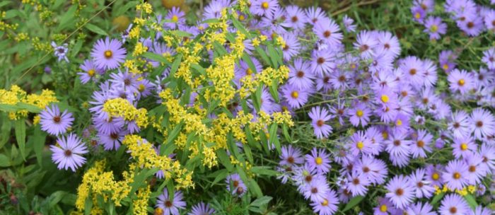 Asters and goldenrod robin wall kimmerer