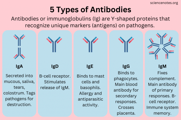 Match each of the antibody classes with its description