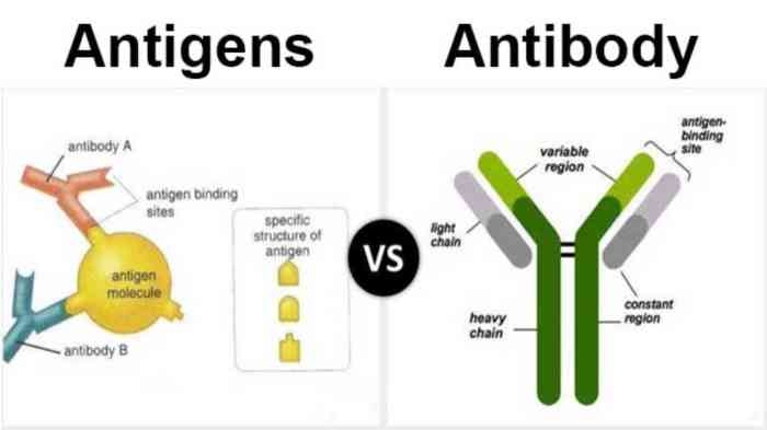 Antibodies