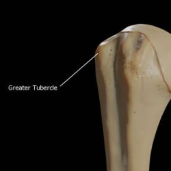 Humerus head intertubercular groove bone anatomy sulcus where proximal end shaft distal upper humorous earthslab process radius biceps brachii elbow