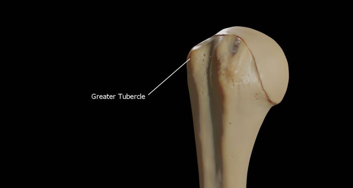 Humerus head intertubercular groove bone anatomy sulcus where proximal end shaft distal upper humorous earthslab process radius biceps brachii elbow