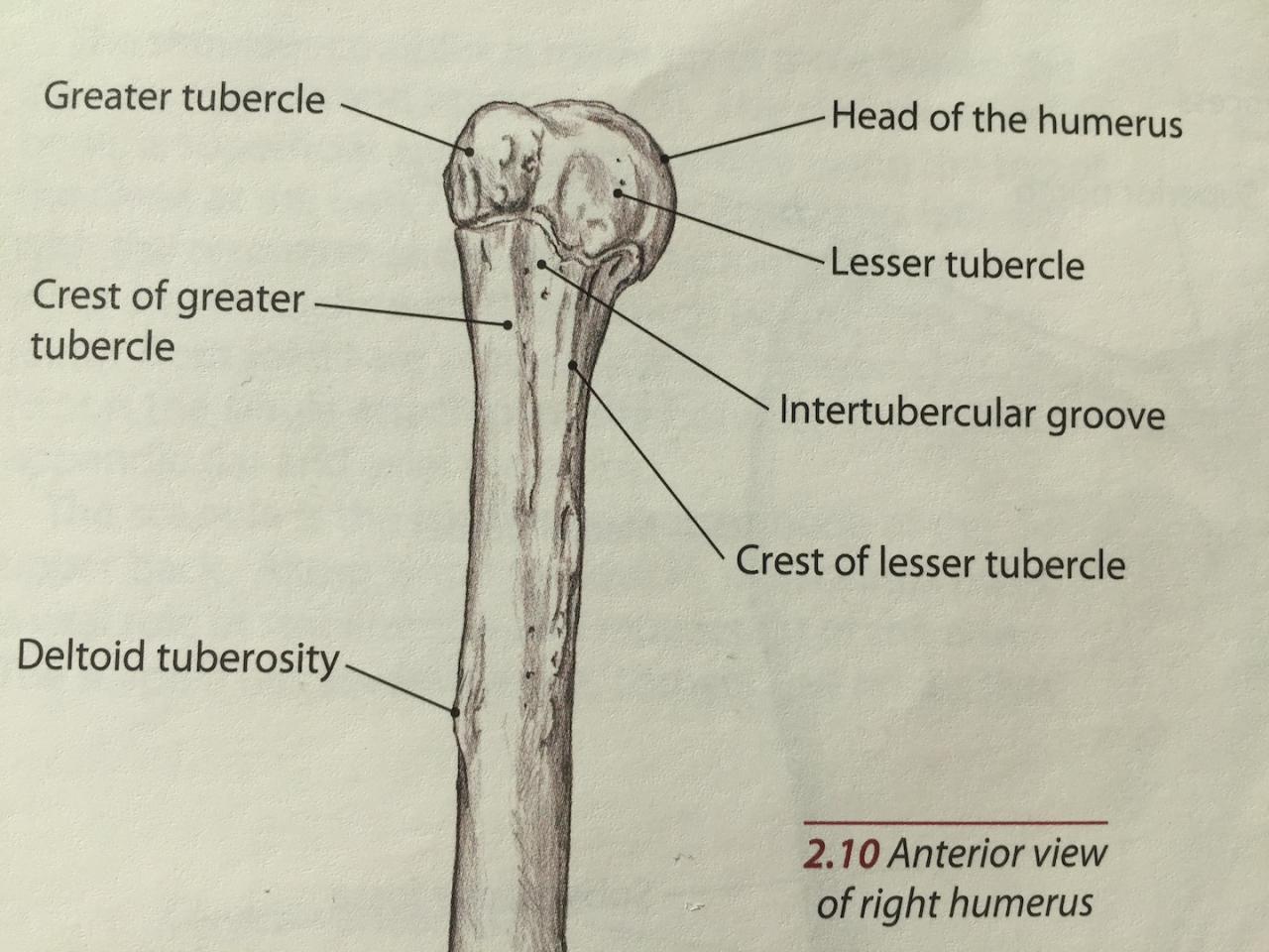 On to which structure does the highlighted muscle insert