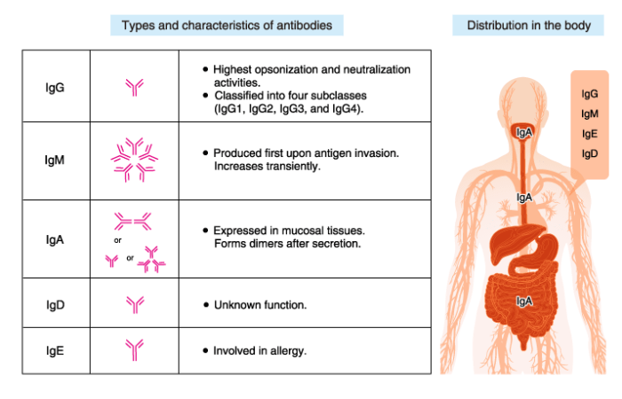 Match each of the antibody classes with its description