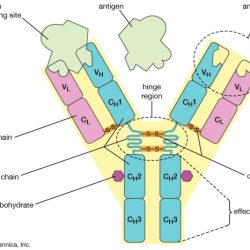 Antibodies biological function igd cummings benjamin pearson credit