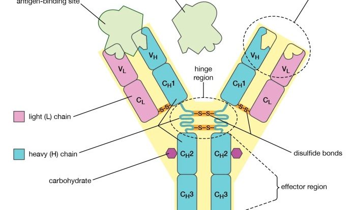 Antibodies biological function igd cummings benjamin pearson credit