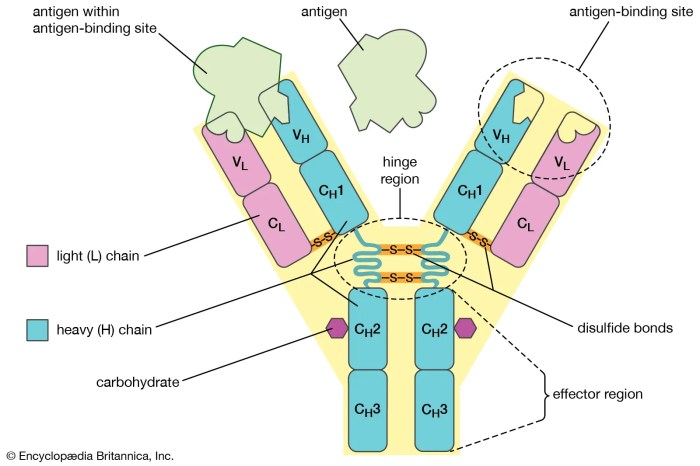 Antibodies biological function igd cummings benjamin pearson credit