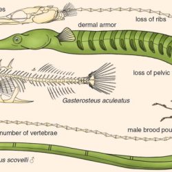 Speciation and the threespine stickleback answer key