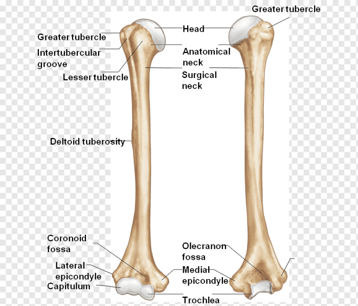 Tuberosity deltoid wikipedia